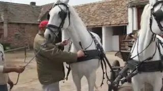 marko popovic konjar part2