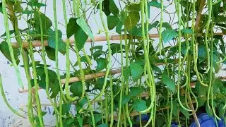 How to grow healthy, green beans in a bucket, with multiple harvests to your heart's content