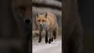 Why Do Foxes Scream at Night? (The Terrifying Truth!) #youtube #shorts #youtubeshorts