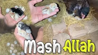 Mashallah new chicks🐣🥳🤩.