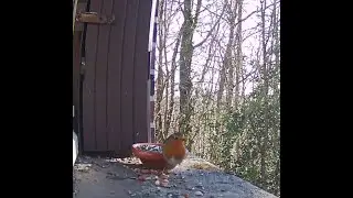 Observation au jardin: M&eacute;sanges, Sittelle, Rouge gorge -Janvier- 3