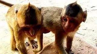 PITIFUL BOTH POOR ORPHAN BABY MONKEY || BABY COPPER AND MONA HUNGRY SO MUCH || THEY REQUEST FRUIT