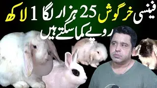 fancy rabbit Business farm in Pakistan | Small fancy rabbit business