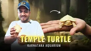 Temple Turtle 🐢✨ | Sacred Freshwater Turtle Explained | Karnataka Aquarium Wildlife Education