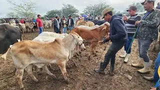 GADO DE LUXO SÓ EM CACHOEIRINHA-PE  24-07-2025 #nordeste