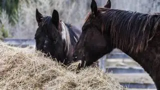 Spring at Warner Stables - Time Lapse Mountain Tours