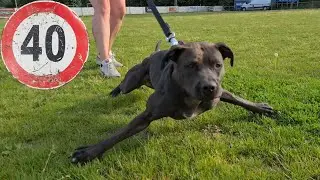 40 Pit Bulls sur un seul ring - Matt Martin choices [ ADBA Belgium 2022 ]