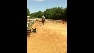 Quarter Horse/ Thoroughbred For Sale! KID SAFE!!