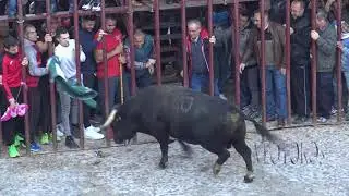 Madrigal 2018 Toro de San Nicolas