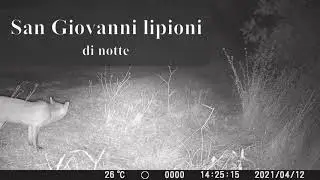 A WOLF CAPTURED IN THE NIGHT IN A SMALL ITALIAN VILLAGE BUT NOT ONLY! (San giovanni lipioni)