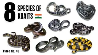 All species of Krait snakes found in India (भारत मे पाए जाने वाले क्रैट साप की सारी प्रजाति)
