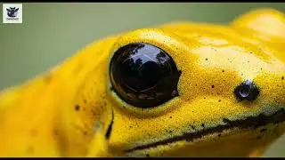 Toxic Beauty 🐸 Yellow Poison Frog Animal Fusions | Jungle ASMR