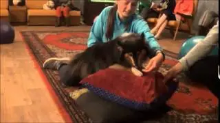 DOG-FITNESS DEMO