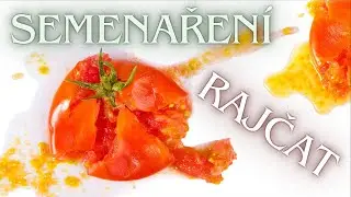 SEMENAŘENÍ RAJČAT - jak vymýt a USCHOVAT semínka nejlepších odrůd rajčat