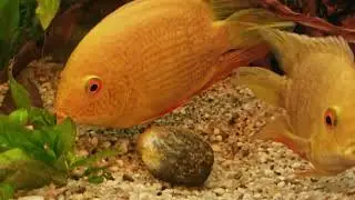 Pielęgnice Severum, tarło , składanie ikry, para pielęgnic , Huawei P30 pro