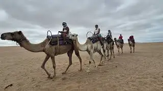 Namibia Camel 🐫 