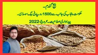 Punjab Government Announces Wheat Seed Subsidy @CyberAgriExtensionRate of wheat seed 2023|Arooj-2022