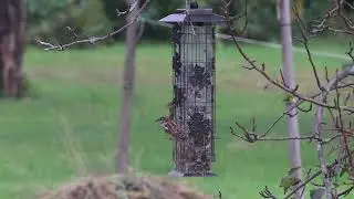 #RELAXTATION - The ORIGINAL Channel - Summer Sparrows and House Finches Dine Before the Rain - HD!