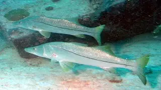 Facts: The Common Snook