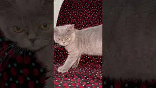 😾 Angry Cat Reaction Caught on Camera | Funniest Grumpy Kitty Ever!