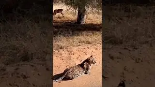 Tiger vs Deer Action #animals #cheetah #wildlife #animalplanet