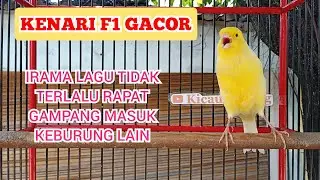 MASTERAN BURUNG KENARI GACOR BONGKAR ISIAN