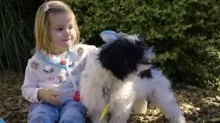 Cleveland Veterinary clinic-  Welcome Video