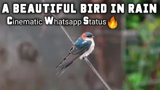 A Beautiful Bird in Rain | Cinematic WhatsApp Status | Sammy Vlogs Canada