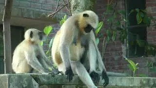 Mother langur monkey grooming for Baby Monkey