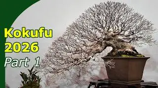 Kokufu ten Japans Best Bonsai (first show) #bonsaijapan