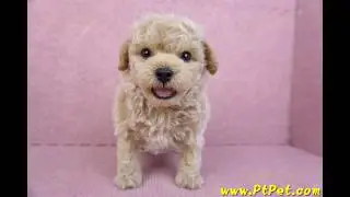 09/23 泰迪比熊 Poochon -公幼犬-日新犬舍