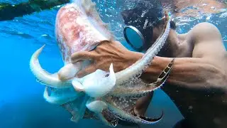 Cuttlefish the king of camouflage | Catch and Sell