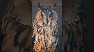 Owl Sounds | Long-eared owl 🧡