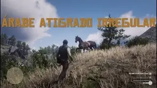 D&oacute;nde encontrar el &aacute;rabe atigrado irregular