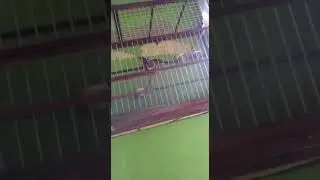 Feminha De trinca pediga