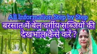 बरसात में बेल वर्गीय सब्जियों की देखभाल कैसे करें ?Climber(vine)Vegetables Care Tips Step by Step