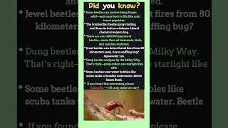 Beetle Facts That Sound Totally Fake (But Are 100% Real)