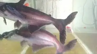Fish ll Aquarium ll #youtube  #youtubevideo #youtubevideos #yt #aquarium 