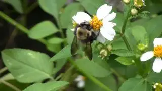 The beauty of the Canon HV 40  (Watch this video en 1080 HD)