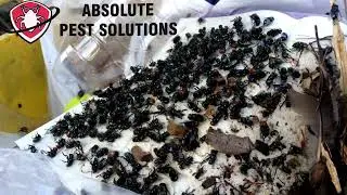 Fly Swarm Control at Work | Fast, Safe Treatment by Absolute Pest Solutions