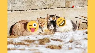 Funny Cool Cats Features Compilation 2022