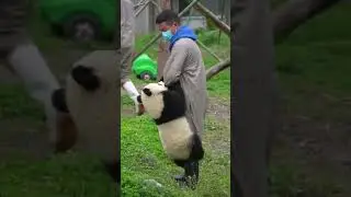 Clingy panda cub holds onto the leg, full of reliance and cuteness overload! #panda #funny #cute