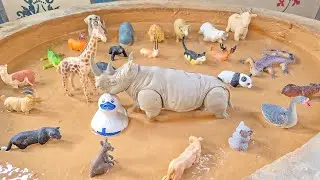 The Comprehensive Journey of Farm Forest Animals and Jungle Reptiles