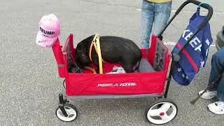 **StewArt the Potbelly Pig - Our Farmington Valley Mascot**Canton, CT April 19, 2025
