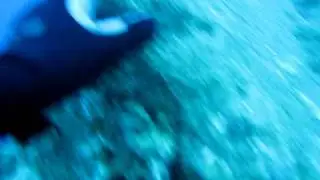 Freediving in Eilat Uri Binsted & Tal Bello