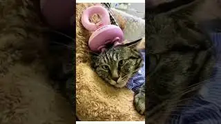Pet Massage Machine Cat Dog | Electric Head Massager Cats Dogs Pets | #shorts #gadgets #pets #cats