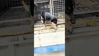 stray dog rescue . #rescue#animallife#cancer