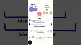 CANLILARDA ENERJİNİN &Ouml;NEMİ | 10. SINIF - 1. Tema 1. &Ouml;ğrenme &Ccedil;ıktısı - MAARİF MODELİ