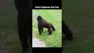 At age two, Koko was in a key stage of growth. She shows how young gorillas learn through movement
