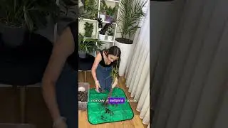 Пахира пересадка